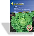 Salat, Kopfsalat Dynamite, Resistent, Kiepenkerl