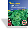 Salat, Kopfsalat John, Resistent, Kiepenkerl