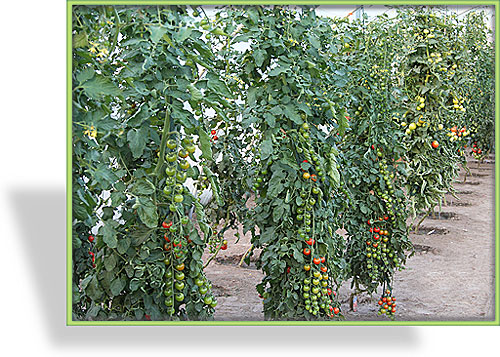 Lecker: Dasher-Tomaten im Schneckenprofi-Gewächshaus
