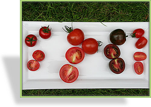 Unsere Testtomaten im Überblick