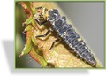 Marienkäfer-Larven, Coccinella septempunctata (7-Punkt)