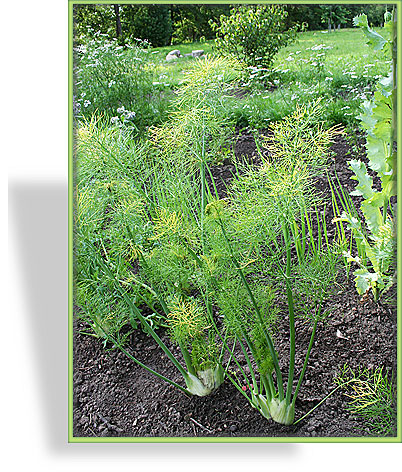 Der Knollenfenchel Rondo entwickelt sich auf unserem Versuchsfeld sehr gut. Da im April sonniges und warmes Wetter war, konnten wir schon im Juli dicke Fenchenknollen ernten