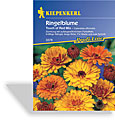 Ringelblume Touch of Red Mix, Kiepenkerl