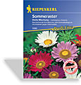Aster, Sommeraster Stella, Tolerant, Kiepenkerl