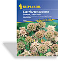 Scabiose, Sternkugelscabiose Pingpong, Kiepenkerl