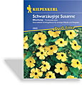 Schwarzäugige Susanne, Kiepenkerl
