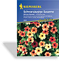 Schwarzäugige Susanne African Sunset, Kiepenkerl