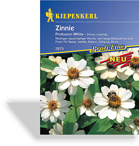 Zinnie Profusion White von Kiepenkerl