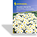 Margerite, Staudenmargerite Silberprinzesschen, Kiepenkerl