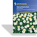 Gänseblümchen, Kiepenkerl