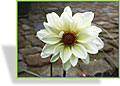 Dahlie, dunkellaubige Dahlie Swanlake, Kiepenkerl