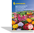 Kaninchenresistente Blütensymphonie, Kiepenkerl