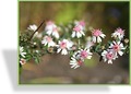 Aster, Wildaster, SP-Stauden
