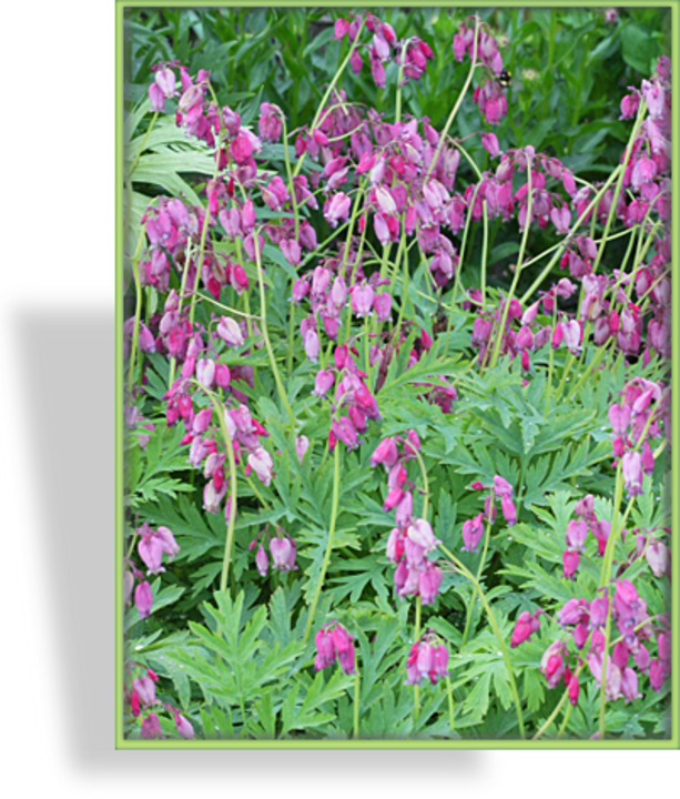 Zwerg Herzblume Dicentra eximia