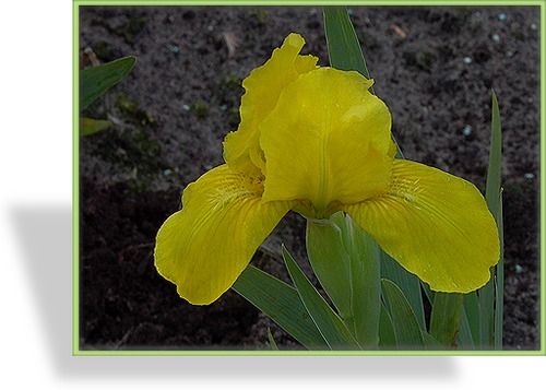 Zwergschwertlilie, Iris barbata-nana 'Path of Gold'