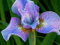 Iris, Sibirische Iris, SP-Stauden