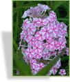 Phlox, hoch, früh, SP-Stauden