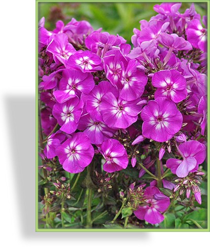 Phlox Purple Kiss