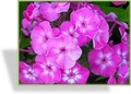 Phlox, hoch, mittelfrüh, SP-Stauden