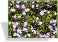 Lippenmäulchen, SP-Stauden