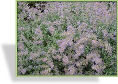 Katzenminze, Nepeta x faassenii