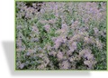 Katzenminze, Nepeta x faassenii