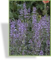 Katzenminze, Nepeta grandiflora 'Bramdean'