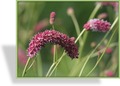 Wiesenknopf, SP-Stauden