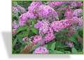 Sommerflieder, SP-Gehölze