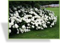 Hortensie, SP-Gehölze