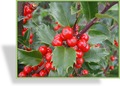 Ilex, SP-Gehölze