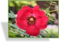 Rose, Wildrose, SP-Gehölze