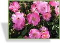 Rose, Bodendecker, SP-Gehölze