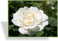 Rose, Strauchrose
