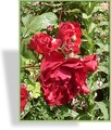 Rose, Strauchrose, Rosa 'Dirigent'
