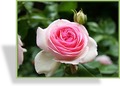 Rose, Strauchrose, Rosa 'Eden Rose 85'