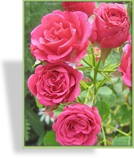 Rose, Strauchrose, Rosa 'Elmshorn'