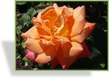 Rose, Strauchrose, Rosa 'Freisinger Morgenröte'