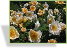Rose, Strauchrose, Rosa 'Frühlingsgold'