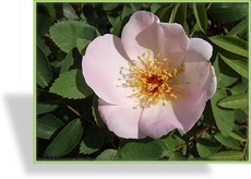 Rose, Strauchrose, Rosa 'Frühlingsmorgen'