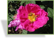 Rose, Strauchrose, Rosa gallica officinalis