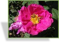 Rose, Strauchrose, Rosa gallica officinalis