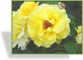 Rose, Strauchrose, Rosa 'Lichtkönigin Lucia'