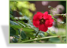 Rose, Strauchrose, Rosa, Rosa moyesii 'Geranium'