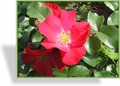 Rose, Strauchrose, Rosa 'Robusta'