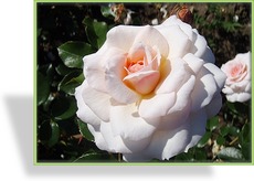 Rose, Strauchrose, Rosa 'Belami'