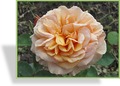 Rose, Strauchrose, Rosa 'Charles Austin'