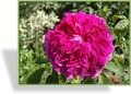 Rose, Strauchrose, Rosa 'Charles de Mills'
