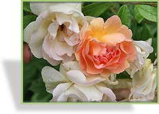 Rose, Strauchrose, Rosa 'Ghislaine de Feligonde'