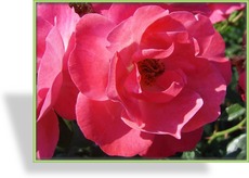 Rose, Strauchrose, Rosa 'IGA 83 München'